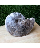 6 inch Chofaticeras Segne  Ammonite Cretaceous Fossils from Morocco N189 - €46,44 EUR