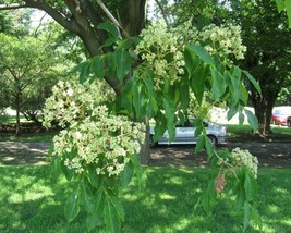 Evodia Hupehensis (Bee Tree) 25 seeds - £0.99 GBP