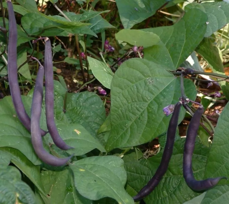 0.50OZ Seeds Royalty Purple Pod Bush B EAN Plant Heirloom Seeds Quick Beauty - $13.59