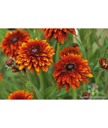 200+ Cherokee Sunset Rudbeckia Seeds For Garden Planting  USA  ! - $5.21