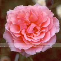 1 Pack 50 Seeds Pink Chinese Rose Seed Monthly Rose Flowers Seed #Nf429 Fresh Ga - $8.97