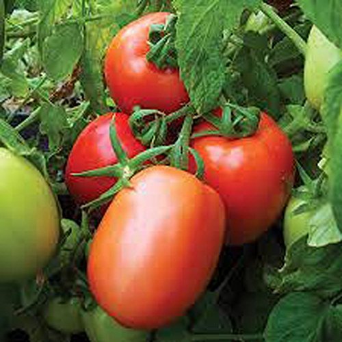 Tomato, Roma Tomato Seed, Organic, Non- GMO, 25 Seeds PER Package Jacobs Ladder