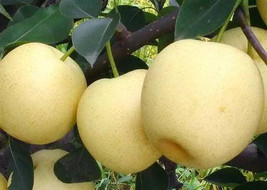 10 Pear Tree Seeds Hw94006 Fresh USA Shipping - £13.89 GBP