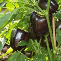 Sweet Bell Pepper Purple Beauty Vegetable Seeds Capsicum Annuum 25 Seeds... - $14.98