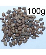 Jamalgota Jamal ghota Seeds Croton Seeds Croton tiglium Seeds - 100g - $37.90 CAD