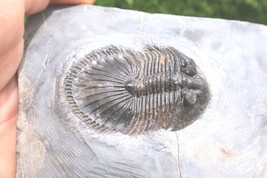 2 inch Rare Thysanopeltis Trilobite Fossil, Authentic Devonian Morocco S... - $2,692.65 MXN
