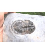 2 inch Rare Thysanopeltis Trilobite Fossil, Authentic Devonian Morocco S... - €123,04 EUR