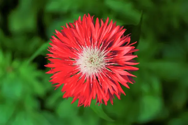 Top Seller 750 Red Bachelors Button Cornflower Centaurea Cyanus Flower S... - £11.48 GBP