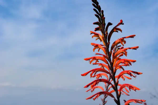 5 African Flag Chasmanthe Floribunda Cornflag Red Orange Hummingbird Flower Seed - $9.00