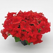 Petunia Seeds Success 360 Red 50 Pelleted Seeds Gardening USA Shipping - $14.09