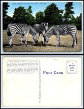 MISSOURI Postcard - St. Louis Zoo, Zebra Forest Park Q34 - £2.36 GBP