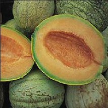 USA Seller Amish Melon Seeds Fast Shipping - £10.99 GBP