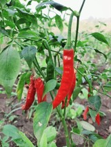 Pepper Cayenne Long Slim 30 Seeds Heirloom Spicy Pepper Fresh - £10.21 GBP