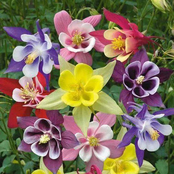 Fresh 375 SEEDS - Columbine MCKANA'S GIANT MIX perennial GroCo - BUY ANY 15