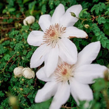 Henryi&#39; Clematis 20 seeds - £7.95 GBP