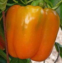 200 Pepper Seeds Sweet Horizon Orange Sweet Pepper Seeds 75 Days Fresh S... - $22.00