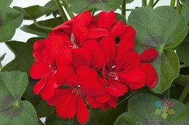 RD 25+ Precision Scarlet Red Ivy Leaf Geranium Seeds for Garden - FREE S... - $5.15