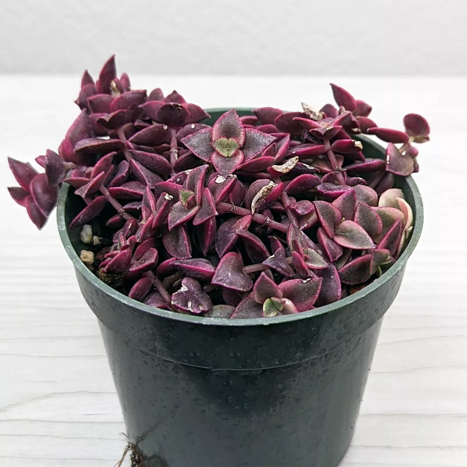 Succulent Live Plant - Crassula Pellucida : Calico Kitten Variegated - I... - $21.99