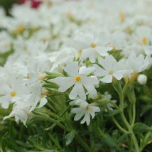 50 Snowflake Phlox Seeds Flower Perennial Seed Flowers Fresh USA Fast Shipping - £8.43 GBP