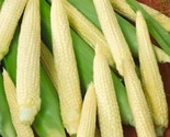 Japanese Hulless Corn Seed 10 Seeds Non-Gmo  Fast Shipping - £6.41 GBP