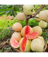 Large Supreme Ruby Guava From Taiwan Live Fruit Tree 2 To 3 Feet Psidium... - $19,036.92 MXN