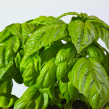 Mammoth Basil - 20 Seeds - $6.00