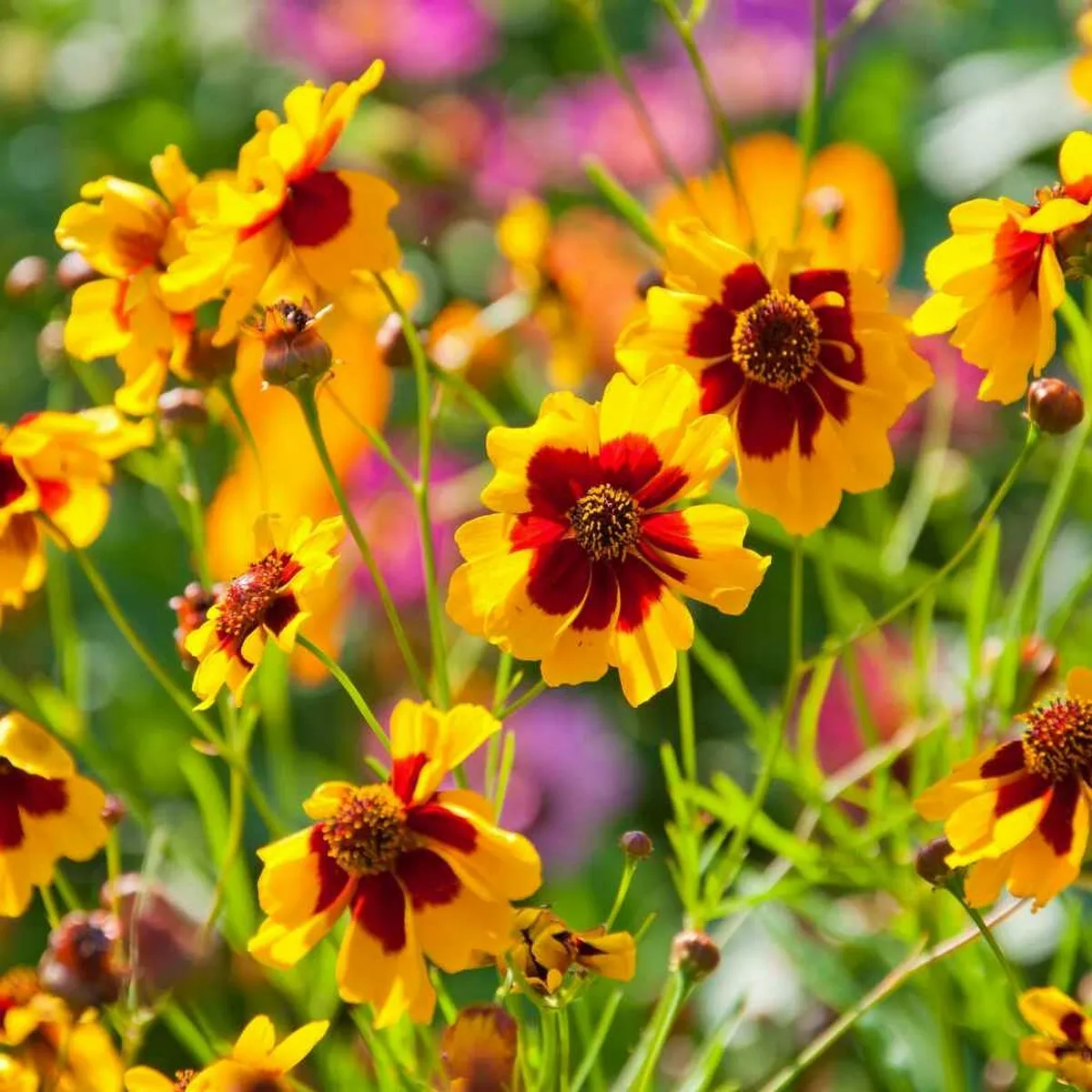 200 Seeds Coreopsis- Plains - £7.06 GBP