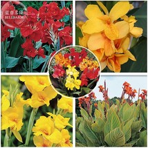 Imported Mixed 5 Types Of Canna Flowers Pack 5 Seeds Deep Red Yellow Orange Colo - $11.98