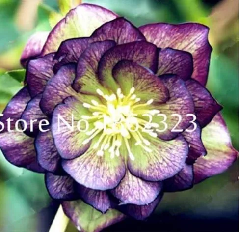 FreshUnique Mixed Colors Japanese Bonsai Potted,Helleborus Flower Plants - £6.70 GBP