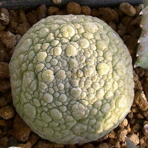 2 Seeds Pseudolithos Sphaericus Seeds Good Plants Garden USA Shipping - $58.00