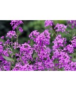 SEPTH Hesperis Matronalis 300 Seeds Fragrant Purple Dames Rocket Flowers - $8.87