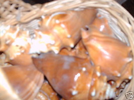 sea shell Fighting Conch  crafts decor lacquered beautiful lot of 3  E - £7.79 GBP