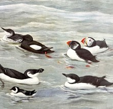 Atlantic Puffins And Others 1955 Plate Print Birds Of America Nature Art... - £23.48 GBP