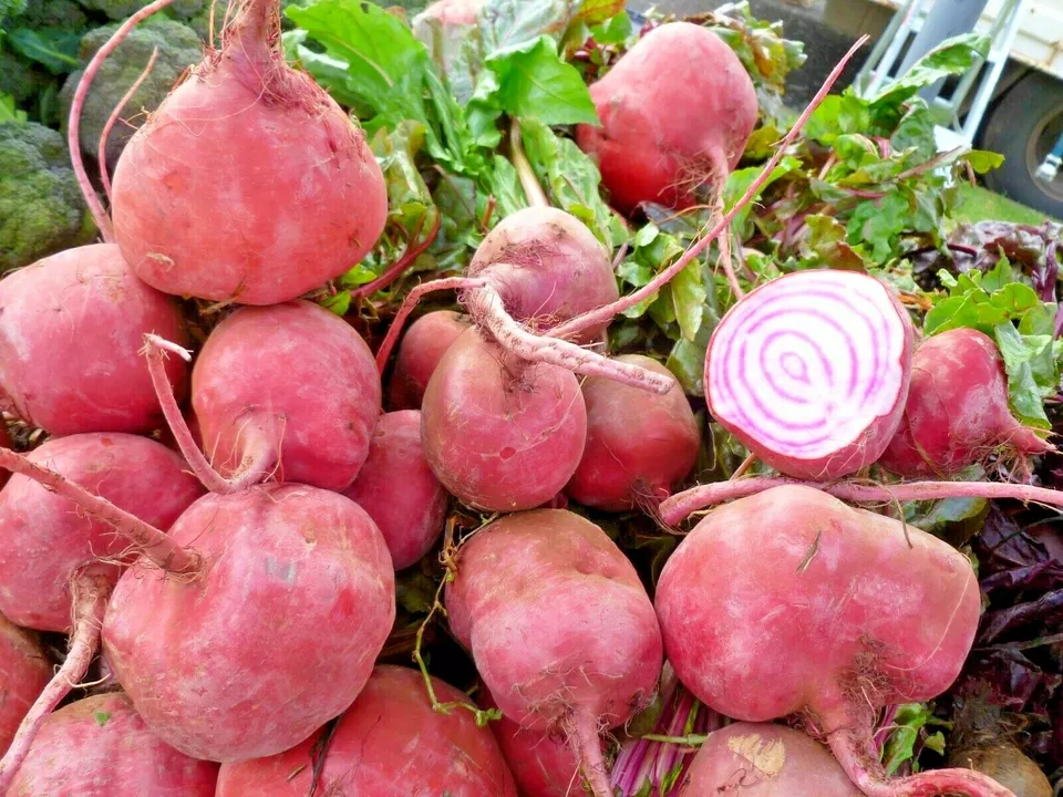 100 CHIOGGIA BEETS Seed Italian Heirloom Vegetable Garden - $67.70 MXN