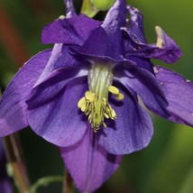 Fresh USA Seller Purple Columbine Seeds Fresh Organic Aquilegia Vulgaris Seeds,  - £6.28 GBP