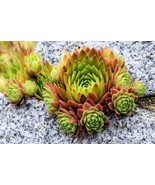 HS 50 Mountain Houseleek Hens &amp; Chicks Sempervivum Montanum Green Red Pi... - $3.60