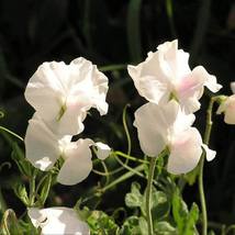 Sweet Pea Royal White (Lathyrus Odoratus) 15 Seeds - $7.98
