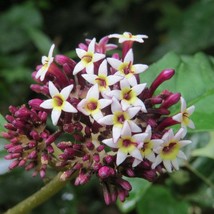 Tropical Chassalia Curviflora Seed Trio - Cultivate Your Botanical Haven, Ideal  - £4.78 GBP