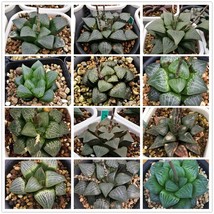 20PCS Haworthia bayeri Hybrid Mixed Seeds - £5.08 GBP