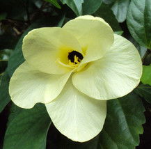 FREE SHIPPING Bauhinia tomentosa St Thomas &amp; Bell Orchid &amp; Yellow Butterfly Tree - £15.79 GBP