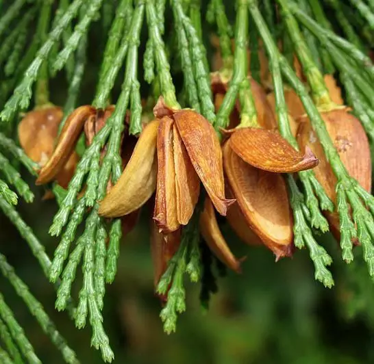 Calocedrus decurrens Californian Incense Cedar 10 Seeds - £11.58 GBP