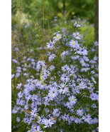 250 Sky Blue Aster Azure Aster Azureus Flower Seeds Fresh Seeds - $13.60