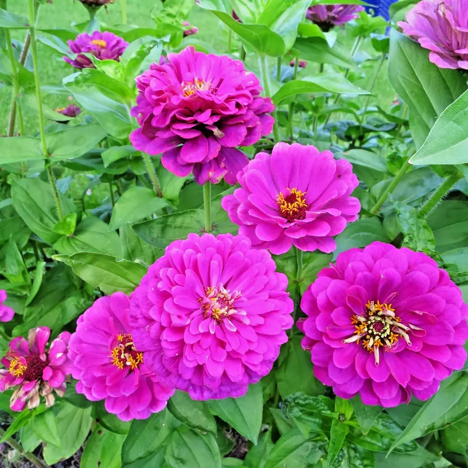 KingStore 301 Purple Zinnia Summer Garden Flowering Planting Seeds - £7.46 GBP