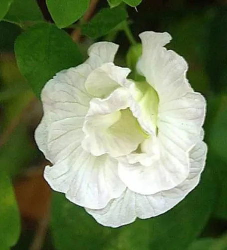 Clitoria Ternatea Double White 10 Seeds Fresh Seeds - £20.70 GBP