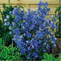 Grow In US 50 seeds Delphinium Cultorum Butterfly Blue - £6.67 GBP