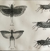 Grasshoppers And Locusts 1863 Victorian Farming Agriculture Insects DWZ4A - £39.14 GBP