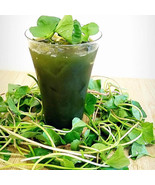 Pennywort Seeds – Gotu Kola – Rau Má – Centella asiatica – Heirloom, Non... - $7.00+