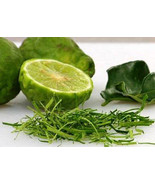 Thai Kaffir Lime Seed, Grow your own, CITRUS HYSTRIX, organic and fragra... - £3.02 GBP
