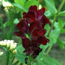 50 Organic Black Prince Snapdragon Antirrhinum Majus Dark Crimson Red Go... - $7.45