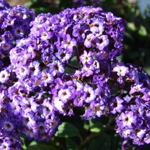 50 Blue Marine Heliotrope Heliotropium Arborescens Flower Seeds Fresh Seeds - £11.50 GBP